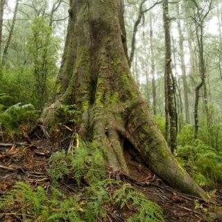 Court halts logging in unburnt Victorian native forest