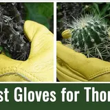 Top 5 Heavy-Duty Garden Gloves For Thorns (2023)