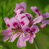 Can Geraniums Repel Pests? (6 Effective Varieties Explored)