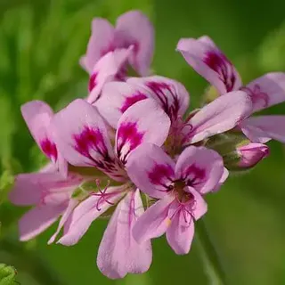 Can Geraniums Repel Pests? (6 Effective Varieties Explored)