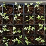 8 Simple Ways to Water Seedlings While on Vacation