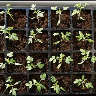 8 Simple Ways to Water Seedlings While on Vacation