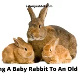 Introducing A Baby Rabbit To An Older Rabbit