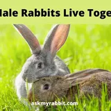 Can Male Rabbits Live Together? How To Introduce Them?