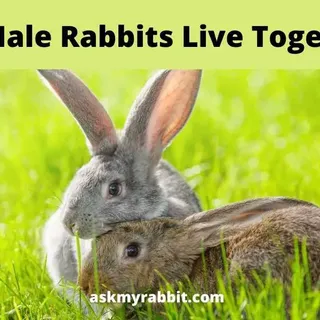 Can Male Rabbits Live Together? How To Introduce Them?