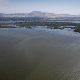 The Bay-Delta ecosystem is collapsing. California just unveiled rival rescue plans