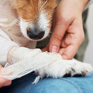 Natural Antiseptics For Treating Dog Wounds