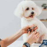 When To Cut Your Puppies Nails for the First Time