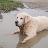 Why Do Dogs Like Mud and Rolling in Puddles So Much?