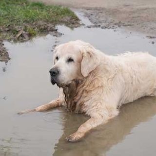 Why Do Dogs Like Mud and Rolling in Puddles So Much?