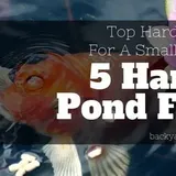 5 Best Hardy Fish for a Small Pond! Easy Fish For Your Backyard Pond.