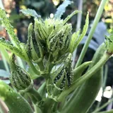 Are Aphids Black? How to Identify and Stop Black Aphids