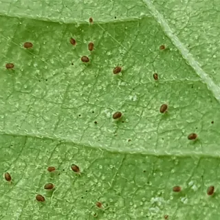 What Do Spider Mites Look Like on Plants?