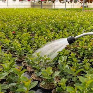 Watering for Healthy Plants: Essential Tips and Techniques