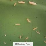 8 Signs You Have A Maggot Infestation – My Pictures And Video