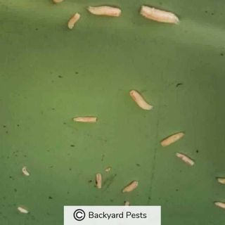 8 Signs You Have A Maggot Infestation – My Pictures And Video