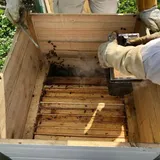 How To Start Beekeeping: Simple Step By Step Guide For Beginners | Beehour.com