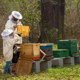 7 Best Beehive Stands And How To Choose The One For You | Beehour.com