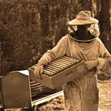 Is Beekeeping a Good Hobby and Is It the Right One for You? | Beehour.com