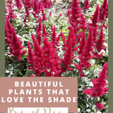 10 Gorgeous Shade Plants That LOVE Shade — Bees and Roses. Gardening tips and hacks.