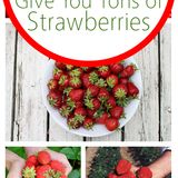 5 Gardening Tips To Grow Strawberries — Bees and Roses. Gardening tips and hacks.