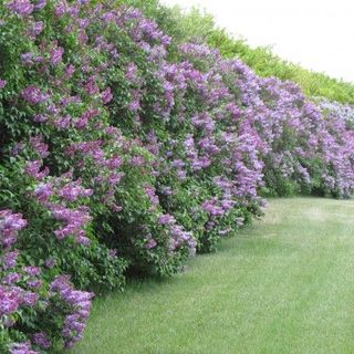 Living Fence Ideas: 15 Amazing Options For Your Yard - Bees and Roses