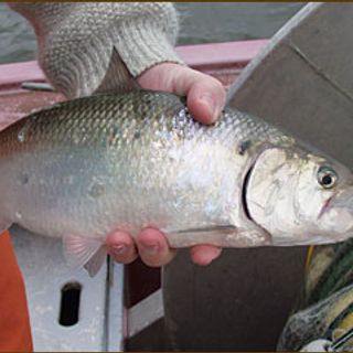 American Shad Fishing: Simple Tips and Techniques