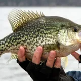 Can Crappie See Fishing Line? - Best Tackle Box