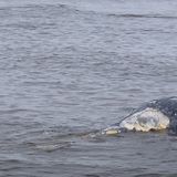 Dead Whale Washes Up at Beach Near Bird Rock