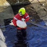 Swans rescued from disused sewage tanks at Scottish facility