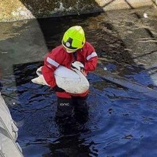 Swans rescued from disused sewage tanks at Scottish facility