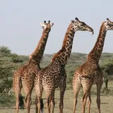 Best Binoculars For Safari & Travel 2023-The Ultimate Guide!