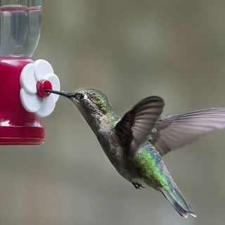 How to Make Hummingbird Nectar Without Boiling the Water (4 Steps)