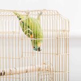 What To Do With Your Pet Bird When On Vacation - Bird Feeder Hub