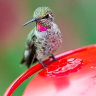 The 9 BEST Hummingbird Feeders (That Work in 2023!)