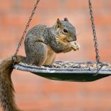 4 Foods That Squirrels DO NOT Eat at Bird Feeders!