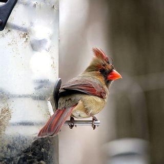 The 15 BEST Bird Feeders In MY Backyard! (2023)