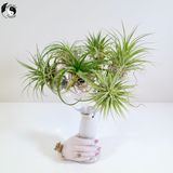 Ceramic Air Plant Holder - Birdz of a Feather