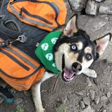 The Best Dog Backpack & Tips for Backpacking with Dogs » Bonjour Becky