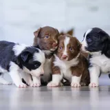 How Many Puppies Do Border Collies Have? — Family Addition! - BorderCollieTalk