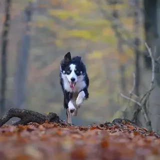 How Fast Can Border Collies Run – Checking Out their Speed! - BorderCollieTalk