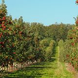 This New England Apple Orchard Ranked As The Best In America For Picking