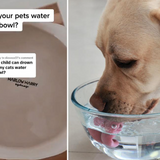 This common pet accessory could kill your child in just 20 seconds - Breaking Soup