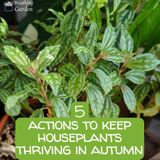 How To Care For Houseplants in Autumn: 5 Actions To Keep Them Thriving - Breathing Garden