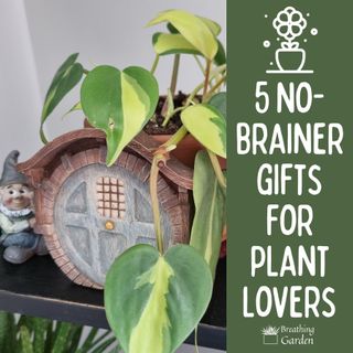 5 Easy Gift Choices for Plant Lovers this Holiday Season 2023 - Breathing Garden