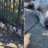 An abandoned dog searches every yard for his long-lost family