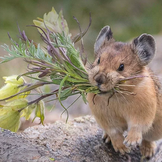 Man Stumbled Upon the Animal World's Cutest 'Florist'