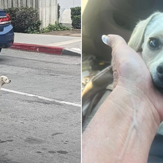 Devoted dog waits for her owner at the emergency room entrance for ten days