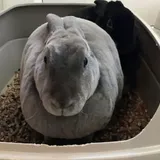 4 (Easy) Steps to Litter Train a Rabbit | Bunny Advice