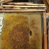 What To Do With Frames And Supers After Extracting Honey | Busy Beekeeping